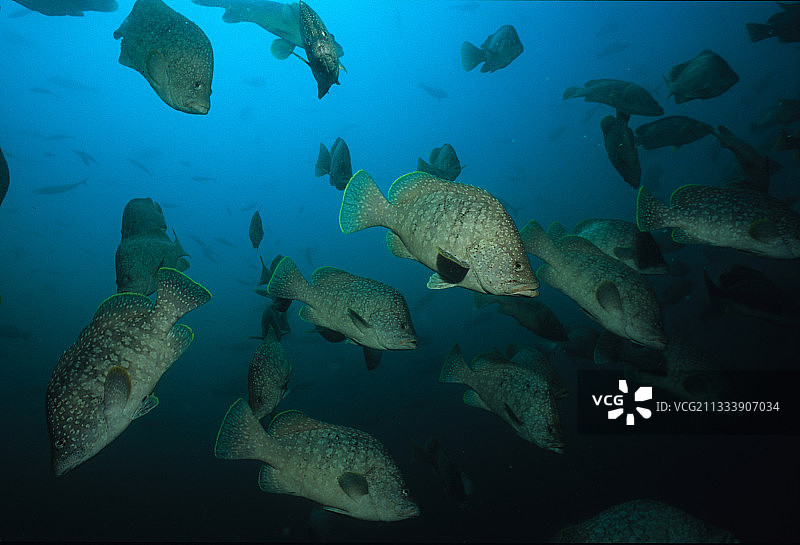 革鲈鱼群，马尔佩洛岛，哥伦比亚，太平洋图片素材