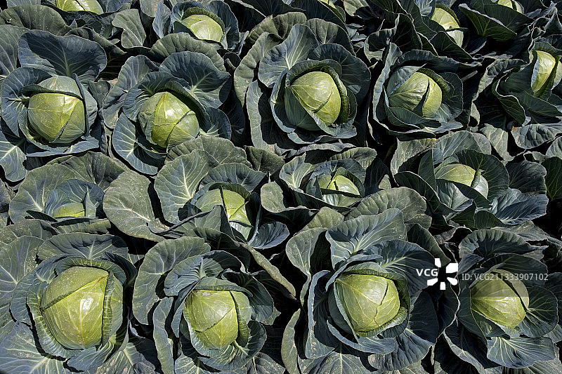 卷心菜塞浦路斯图片素材