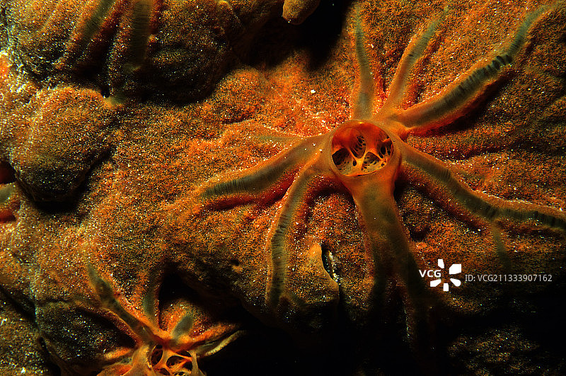 兰吉罗阿环礁图阿莫图群岛的海绵图片素材