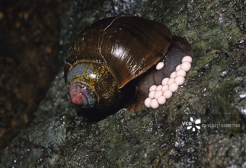 雨林蜗牛与巧克力哥伦比亚图片素材
