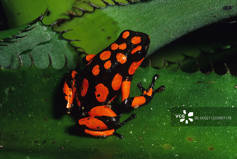 小丑箭毒蛙：哥伦比亚乔科省热带雨林图片素材