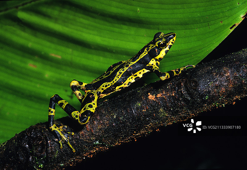小丑蟾蜍，哥伦比亚热带森林图片素材