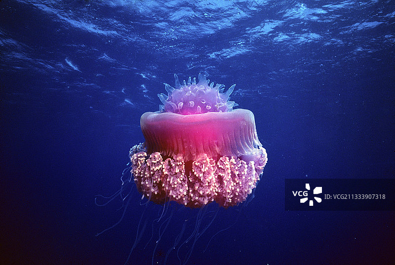 在兰吉罗阿土阿莫土群岛海域的霞水母图片素材