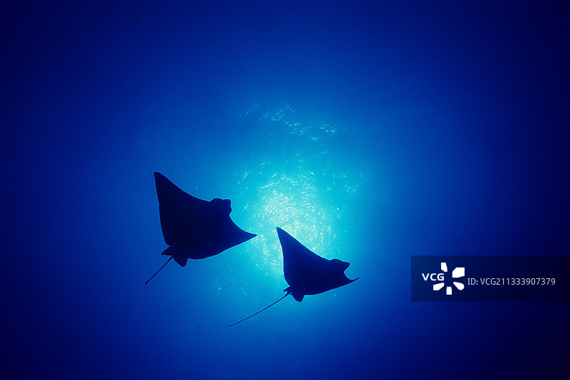 法属波利尼西亚土阿莫土群岛的 spotted eagle ray 鱼图片素材