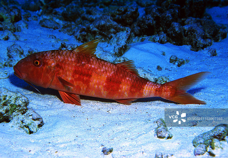 沙地中的海鲂图片素材