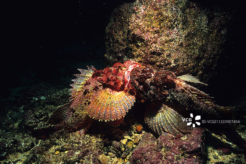 太平洋斑点蝎子鱼图片素材