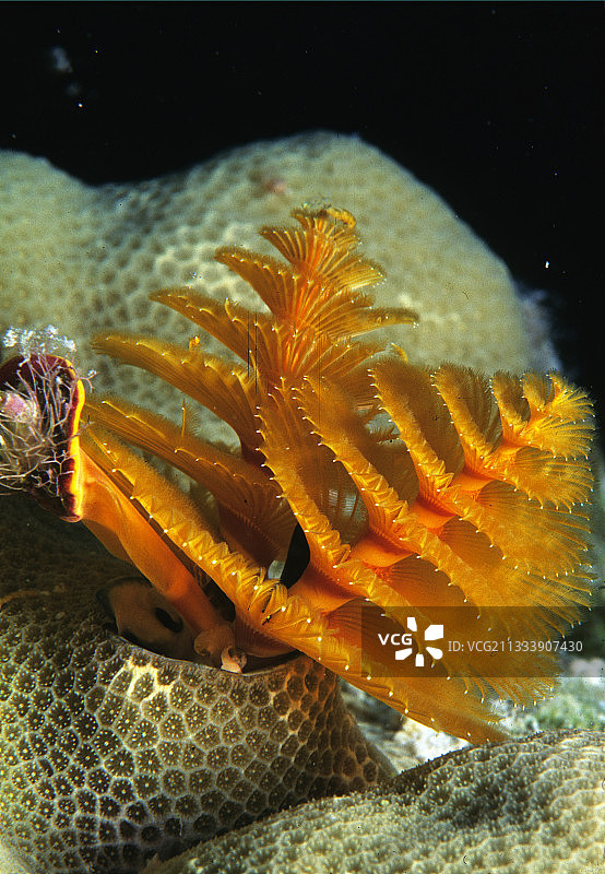 法属波利尼西亚图阿莫图硬珊瑚中的圣诞树蠕虫图片素材
