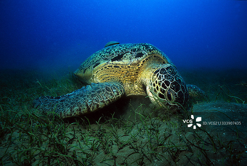 绿海龟在红海埃及海草中觅食图片素材