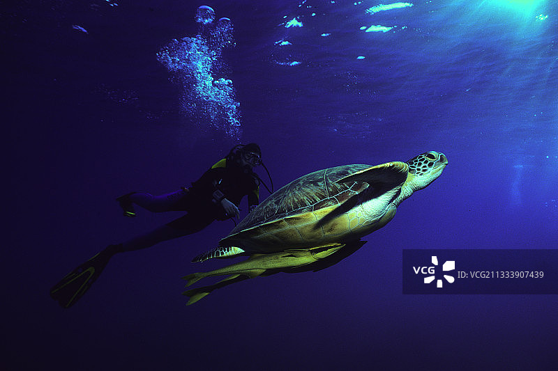 绿海龟与印鱼，红海，埃及图片素材