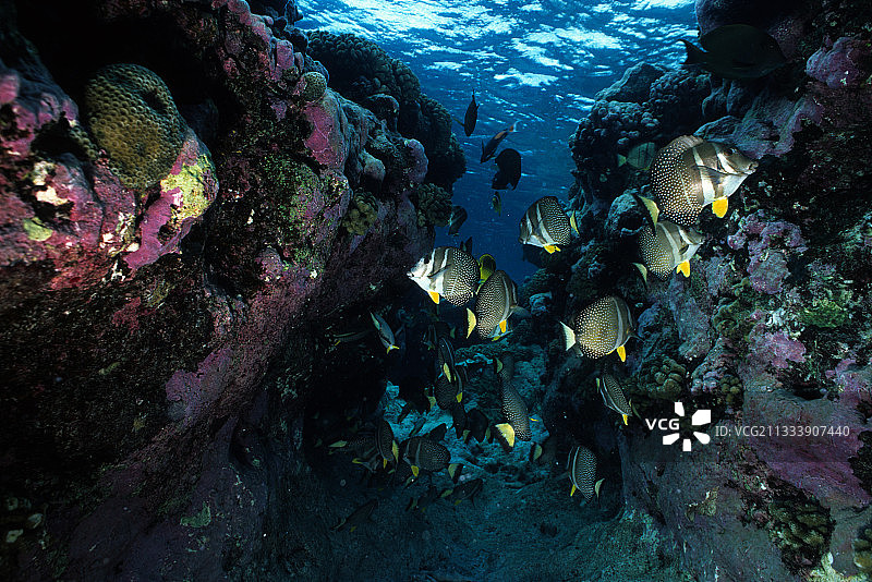白点刺尾鱼，朗伊罗阿岛，波利尼西亚图片素材