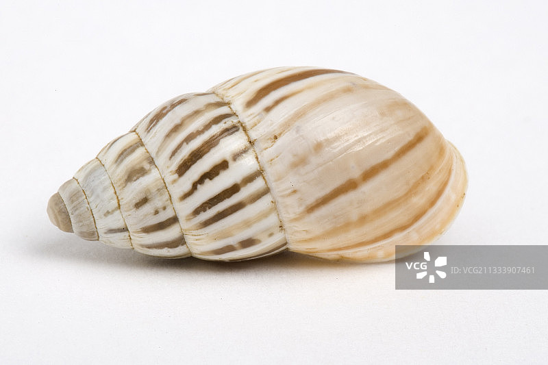 白色背景上的腹足纲动物图片素材