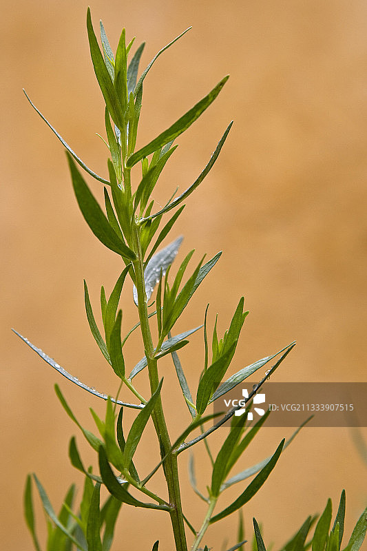 普罗旺斯的龙蒿图片素材