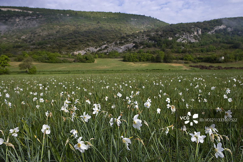 普罗旺斯的田野水仙图片素材
