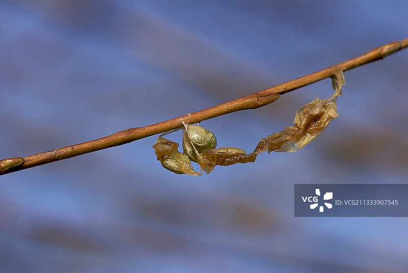鸟类传播植物图片素材