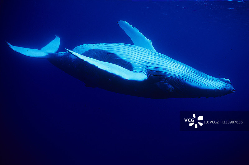 法属波利尼西亚奥斯特拉尔鲁鲁土岛的座头鲸图片素材
