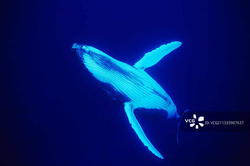 法属波利尼西亚奥斯特拉尔鲁鲁土岛的座头鲸图片素材