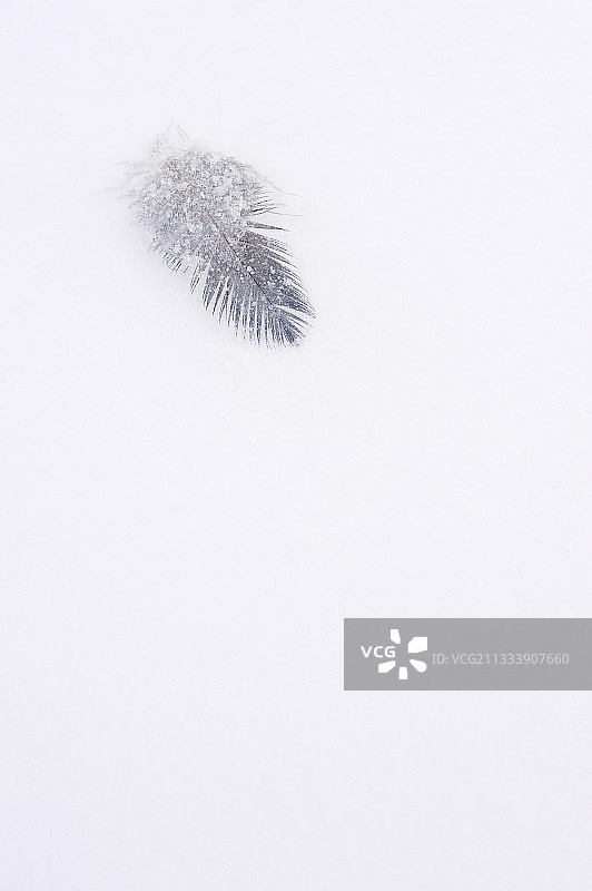 雪地中渡鸦的羽毛，芬兰图片素材