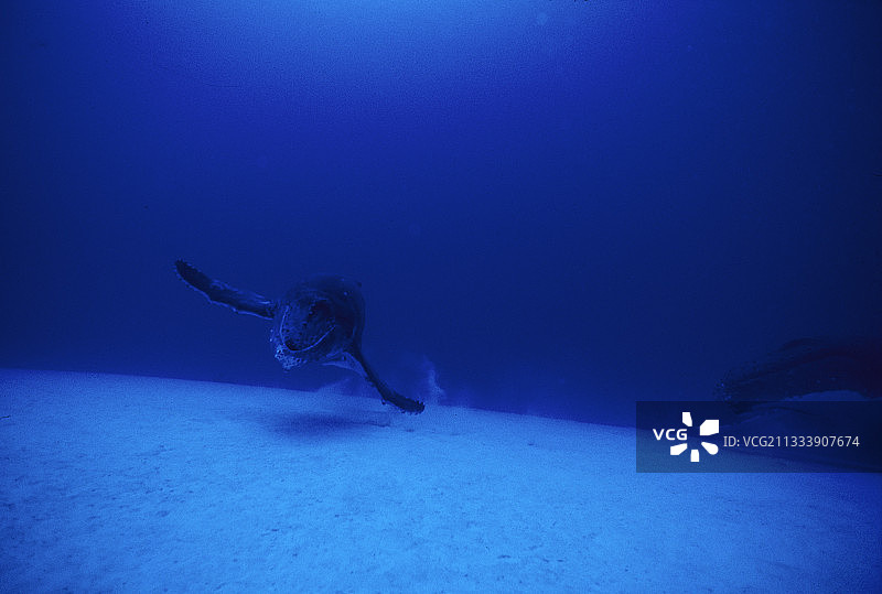 座头鲸，南方波利尼西亚鲁鲁土岛图片素材