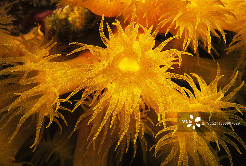 法属波利尼西亚兰吉罗阿环礁的珊瑚虫图片素材