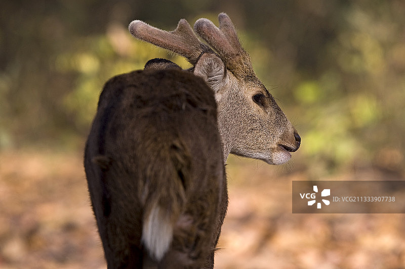 北方邦杜德瓦国家公园的豚鹿背影肖像图片素材