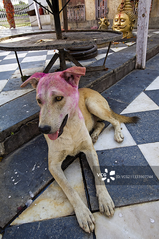 北方邦巴特斯瓦尔彩绘寺庙的狗肖像图片素材