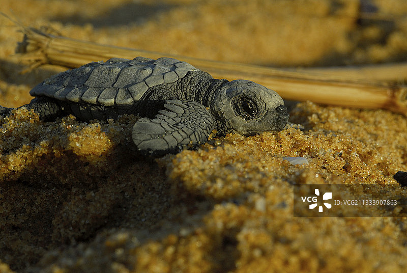 在沙滩上爬行的新生太平洋丽龟图片素材