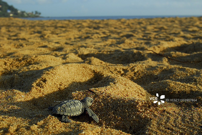 在沙滩上爬行的新生太平洋丽龟图片素材