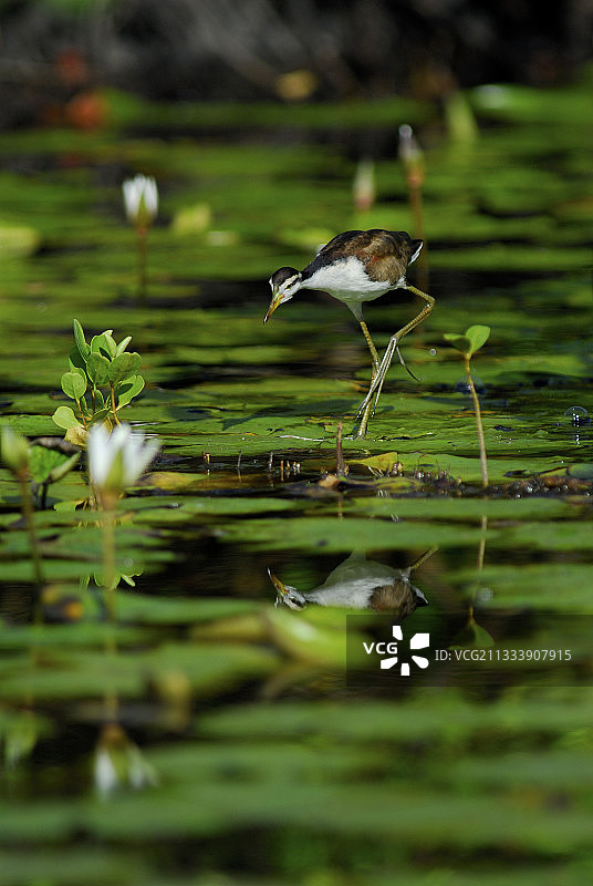 在沼泽中寻找食物的凤头距翅鹬幼鸟图片素材