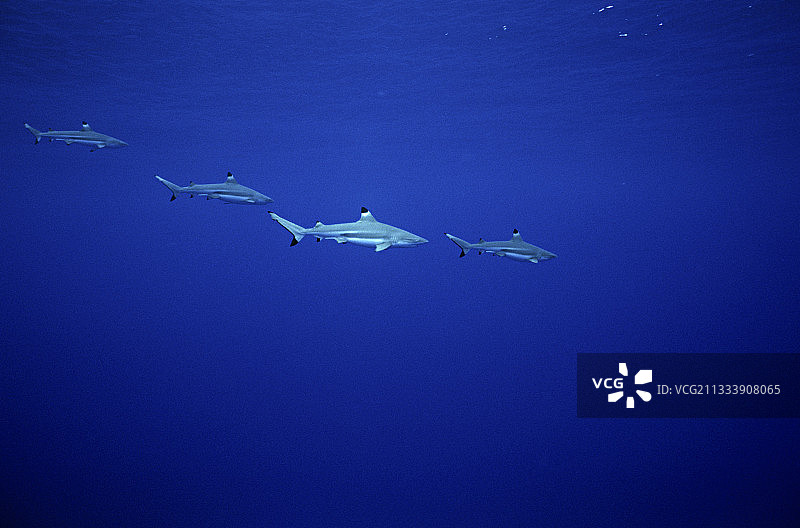法属波利尼西亚的黑鳍礁鲨群图片素材