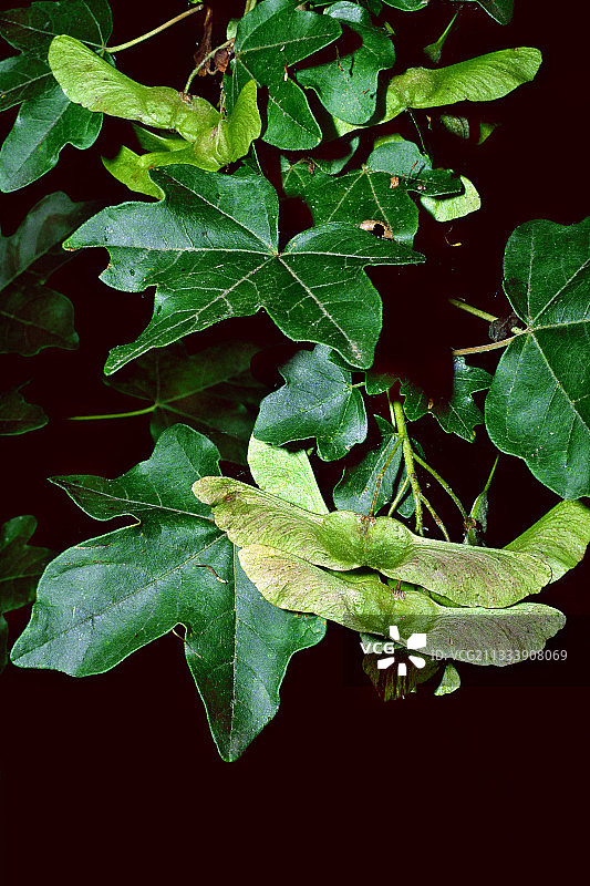 西班牙挪威枫的叶子和翅果图片素材