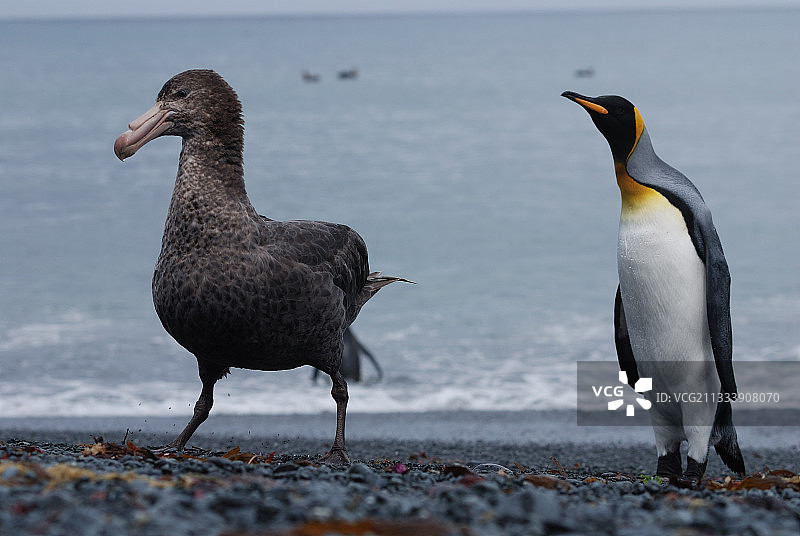 麦夸里岛上的帝企鹅和巨海燕图片素材