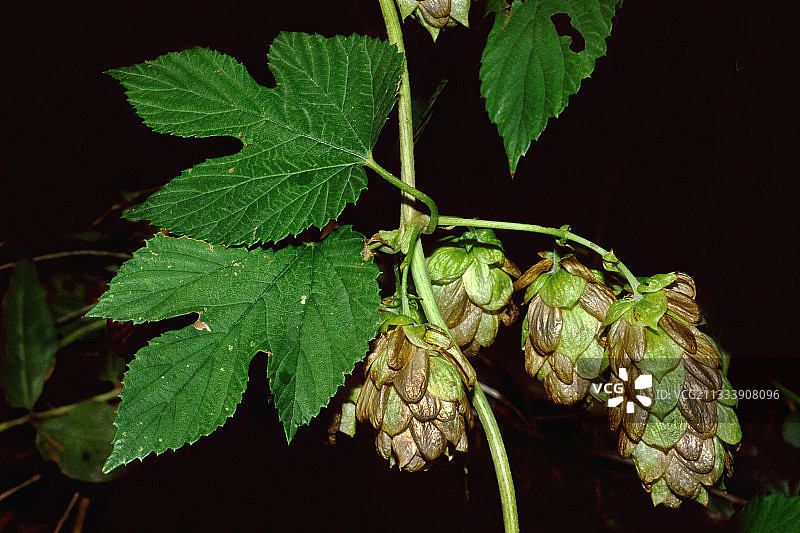 西班牙啤酒花的叶子和球果图片素材
