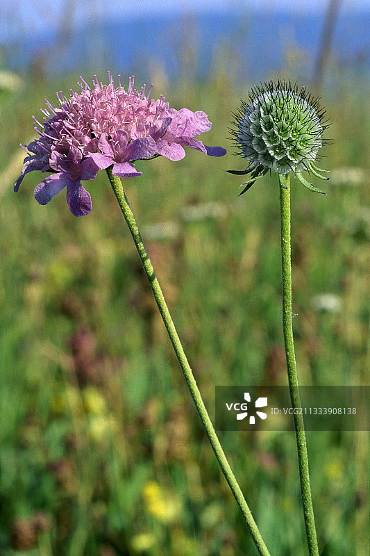 西班牙盛开的小蓝盆花图片素材