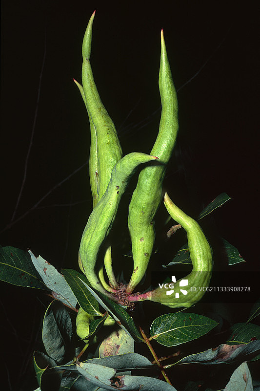 西班牙的黄连木上的瘿图片素材