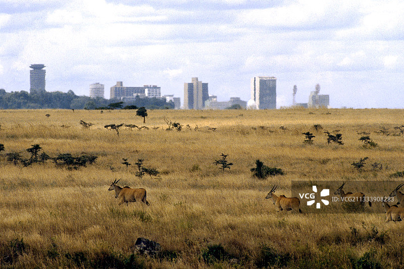 内罗毕肯尼亚附近稀树草原上的非洲大羚羊图片素材
