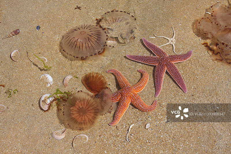 孩子们在沙滩上收集的海洋无脊椎动物图片素材