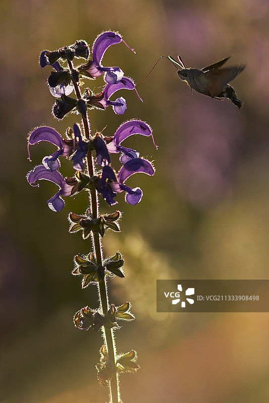 橄榄蜂鹰蛾在草地鼠尾草上采蜜图片素材