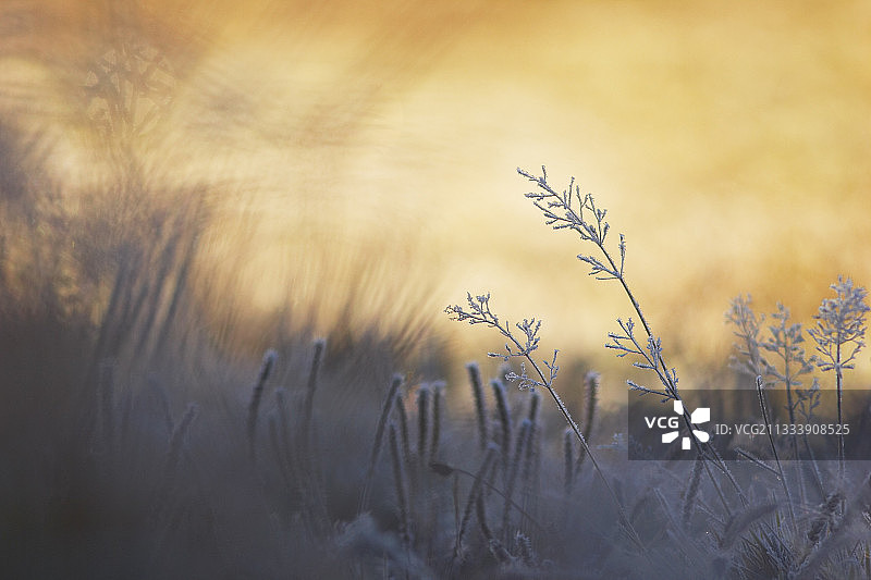 法国奥布拉克冰雪覆盖的草地图片素材