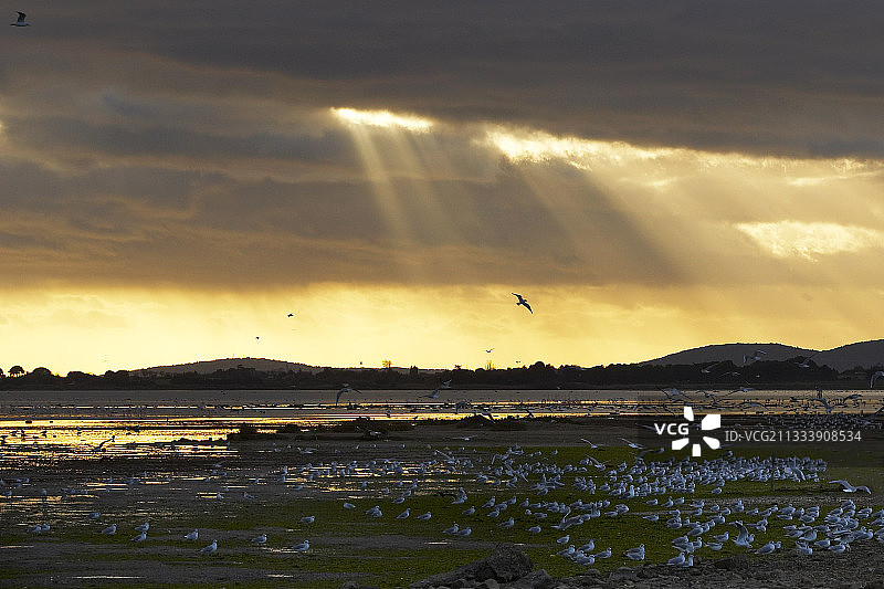 在法国帕拉瓦斯泻湖附近休息的海鸥图片素材