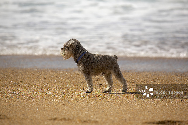 比利牛斯牧羊犬在西班牙帕拉莫斯海滩上图片素材