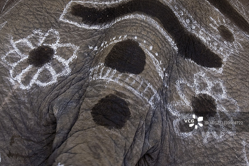 印度北方邦彩绘的亚洲象背部图片素材