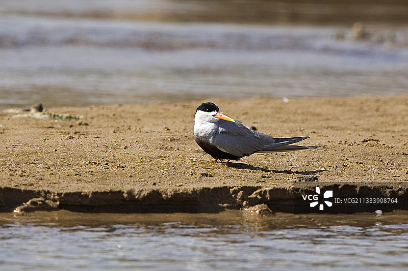 北方邦沙滩上的燕鸥图片素材