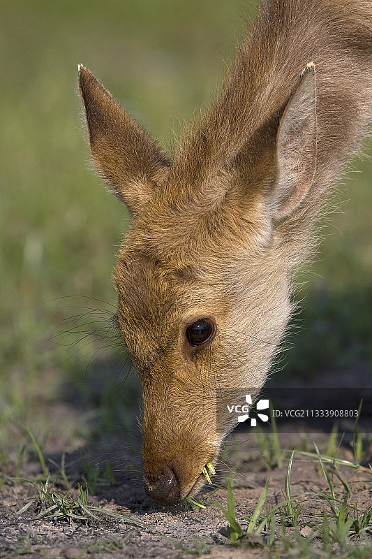 在杜德瓦国家公园北方邦吃草的 Barasingha 肖像图片素材