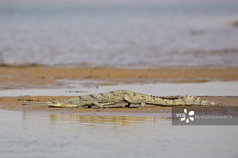幼年长吻鳄在印度昌巴尔河沙滩上行走图片素材