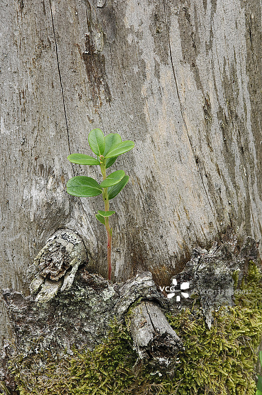 法国杜省枯树干上的蓝莓图片素材