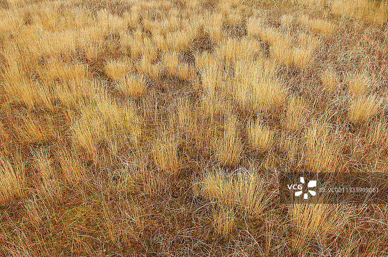 法国上萨瓦省索芒德沼泽的秋天图片素材