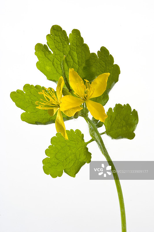 白色背景白屈菜花图片素材