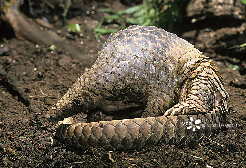 爪哇岛腐殖土上的穿山甲图片素材
