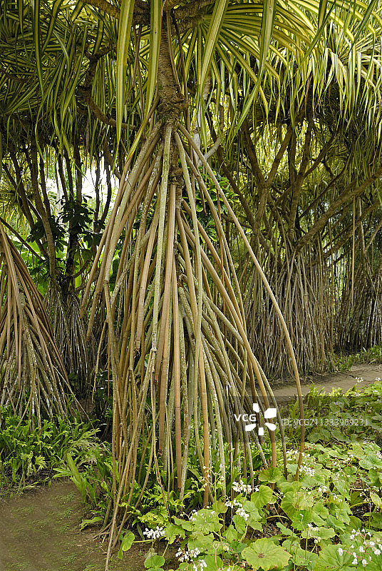 马提尼克岛沃库瓦的 Buttress 树根图片素材