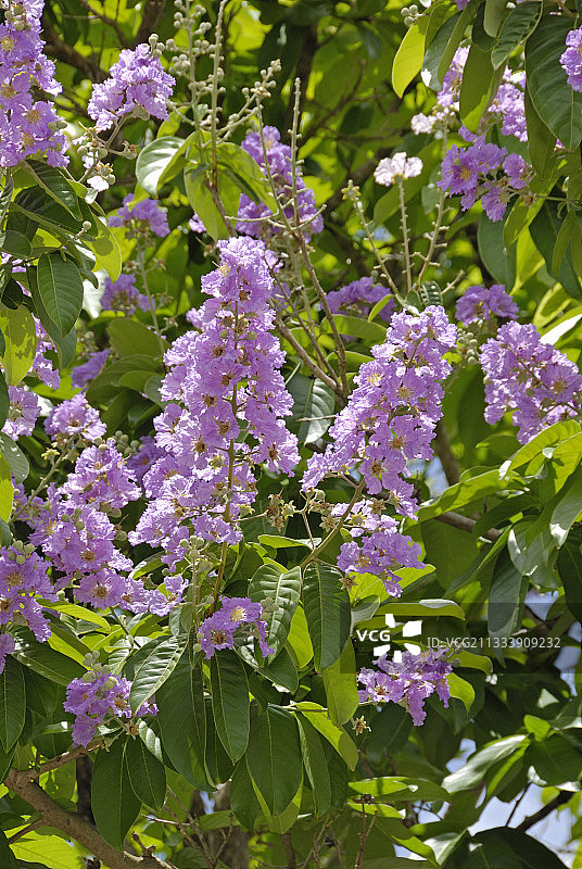 印度骄傲花图片素材